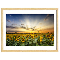 Sunflower field in the evening