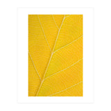Autumn Leaf (Print Only) thumbnail