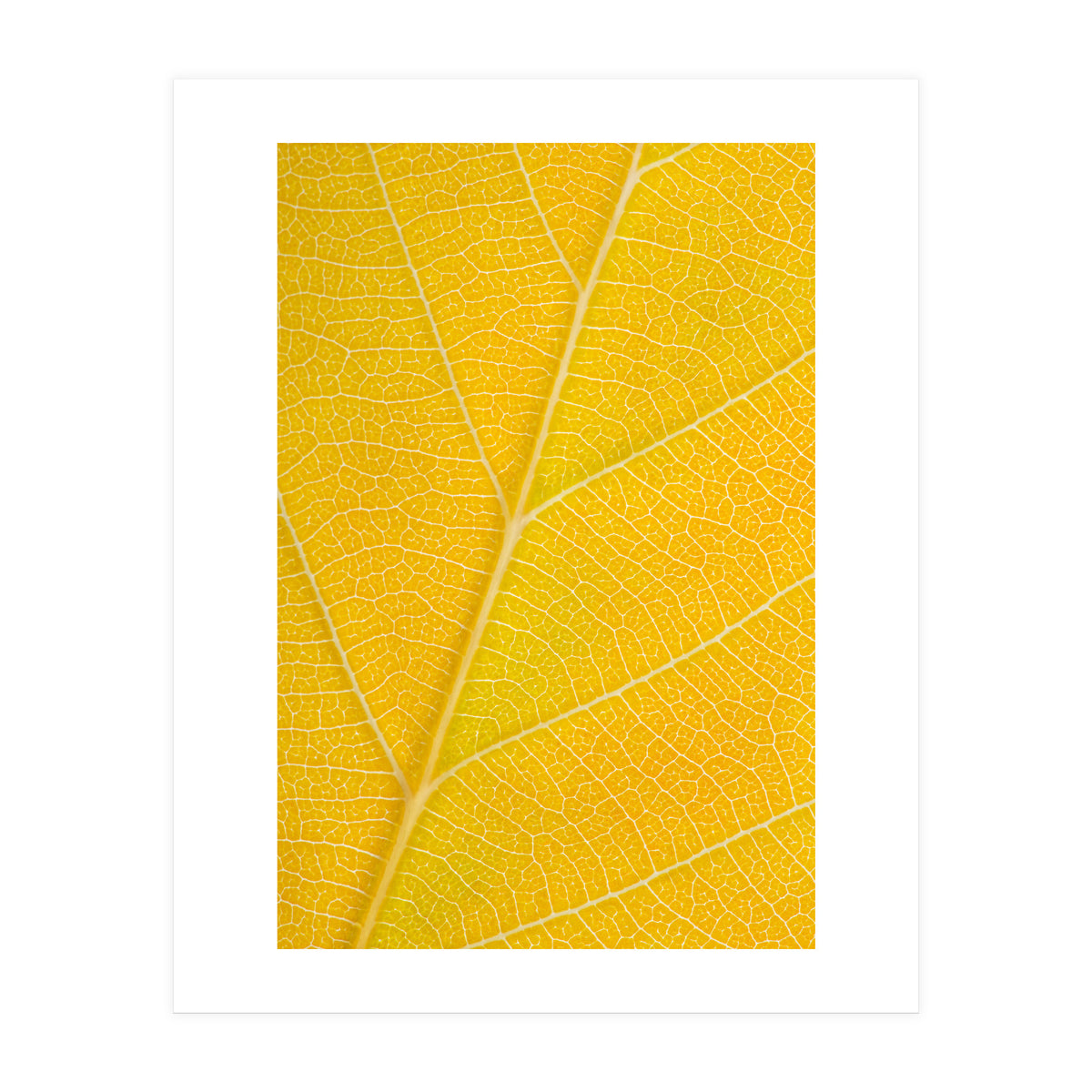 Autumn Leaf (Print Only)
