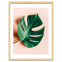 Monstera Shadow