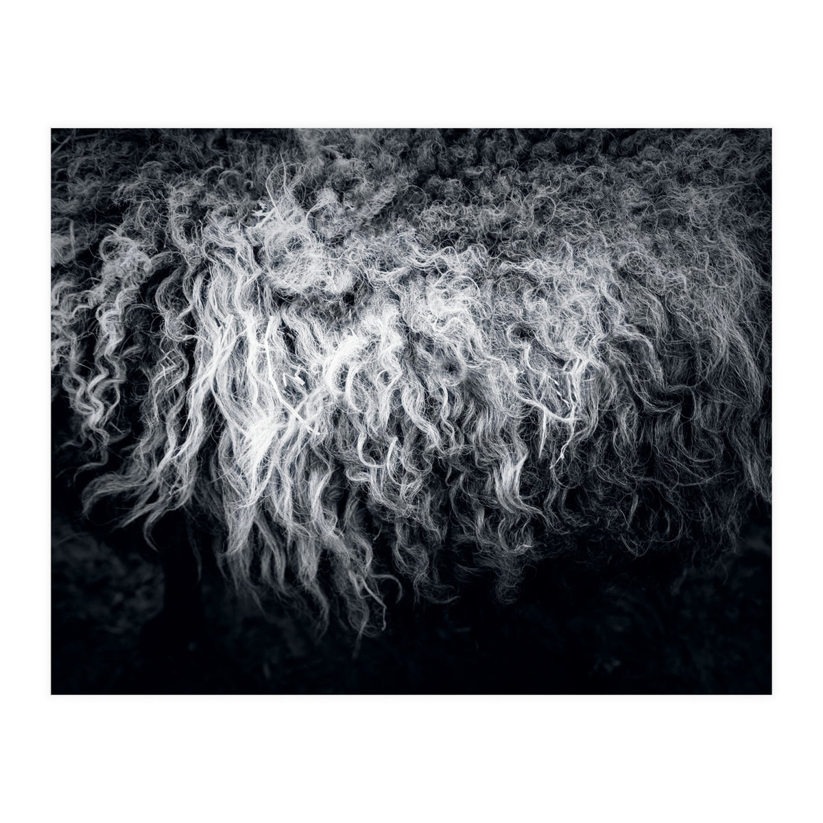 the sheep (Print Only)