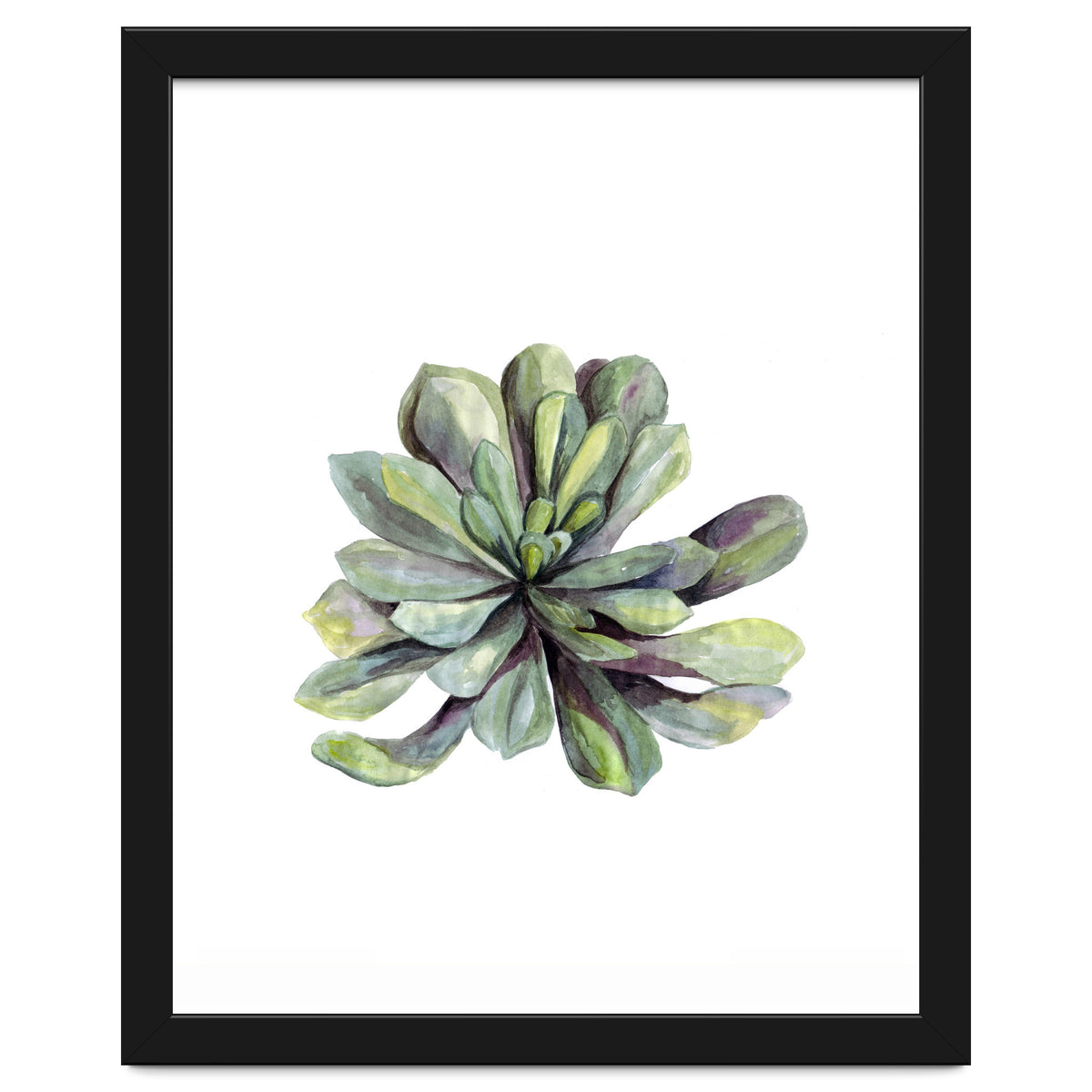 Botanical Illustration Succulent
