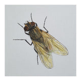 Fly on the wall (Print Only) thumbnail