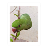 Cute Parrot (Print Only) thumbnail