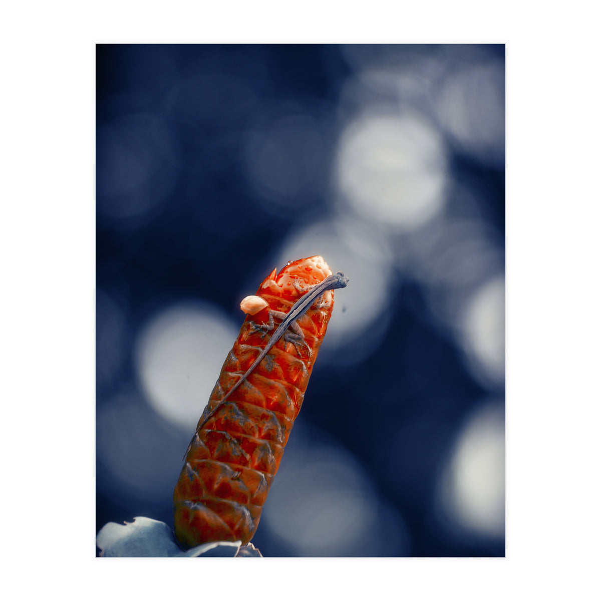 Red Ginger Flower (Print Only)