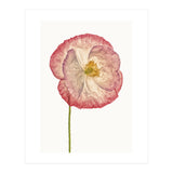 Cc Poppy 06 (Print Only) thumbnail