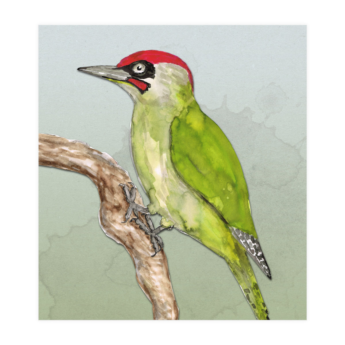 Green woodpecker (Print Only)