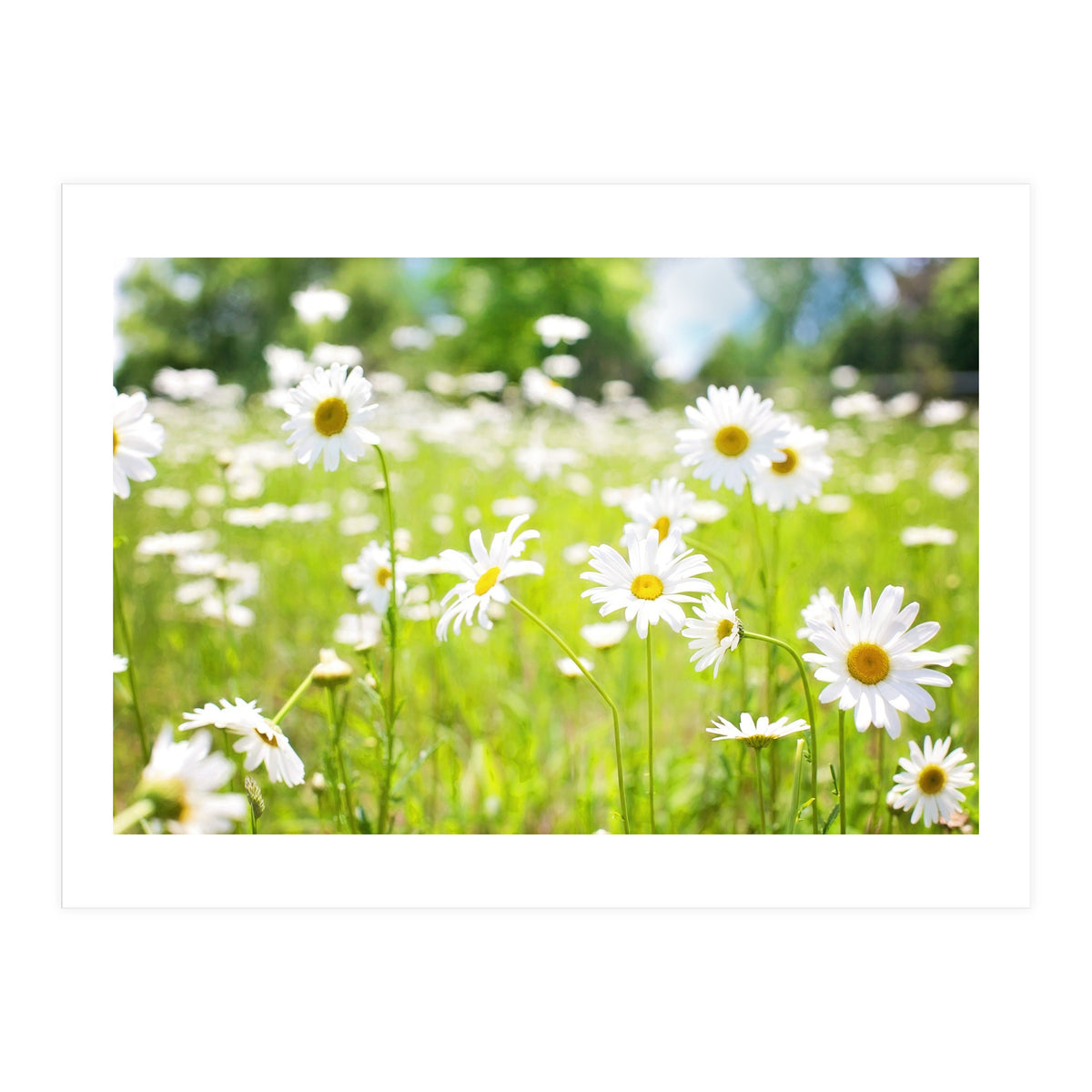 Flowers (Print Only)