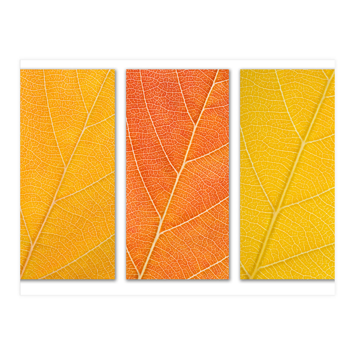 Autumn Leaves (Print Only)