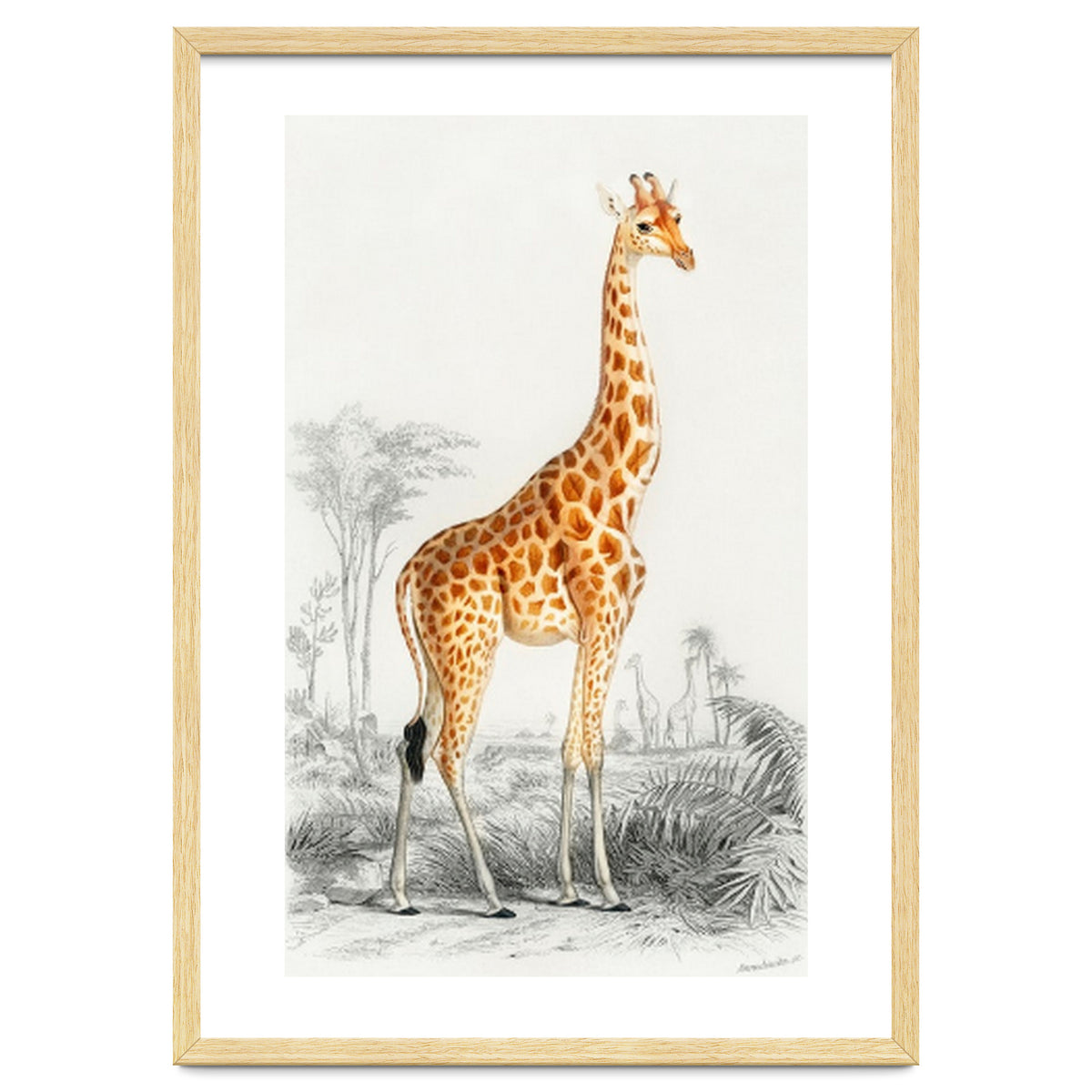 Giraffe illustration