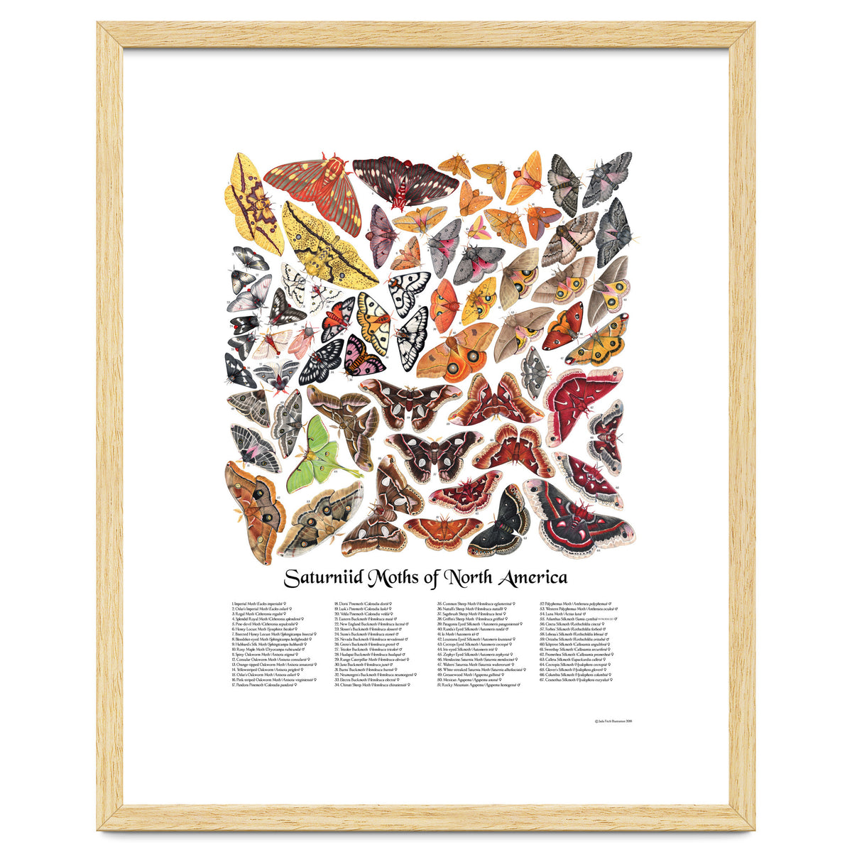 Saturniid Moths of North America