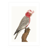 Cc Birds 02 (Print Only) thumbnail