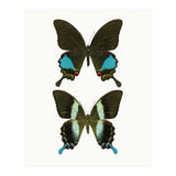 Cc Butterflies 02 (Print Only) thumbnail
