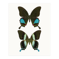 Cc Butterflies 02 (Print Only)