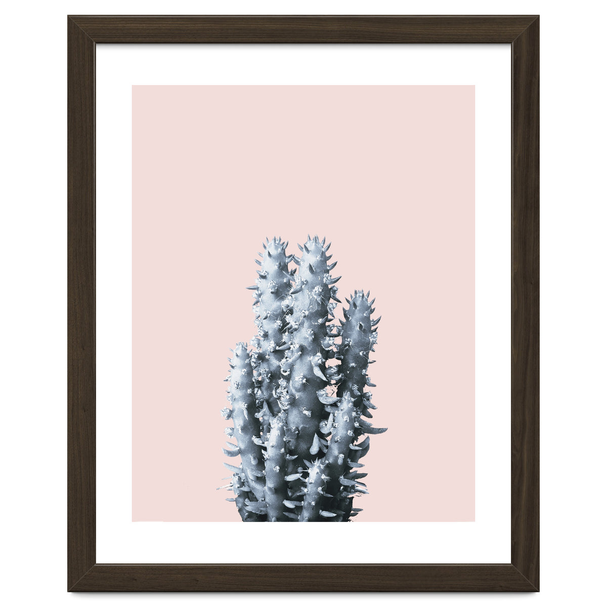 Cactus collection BL-III