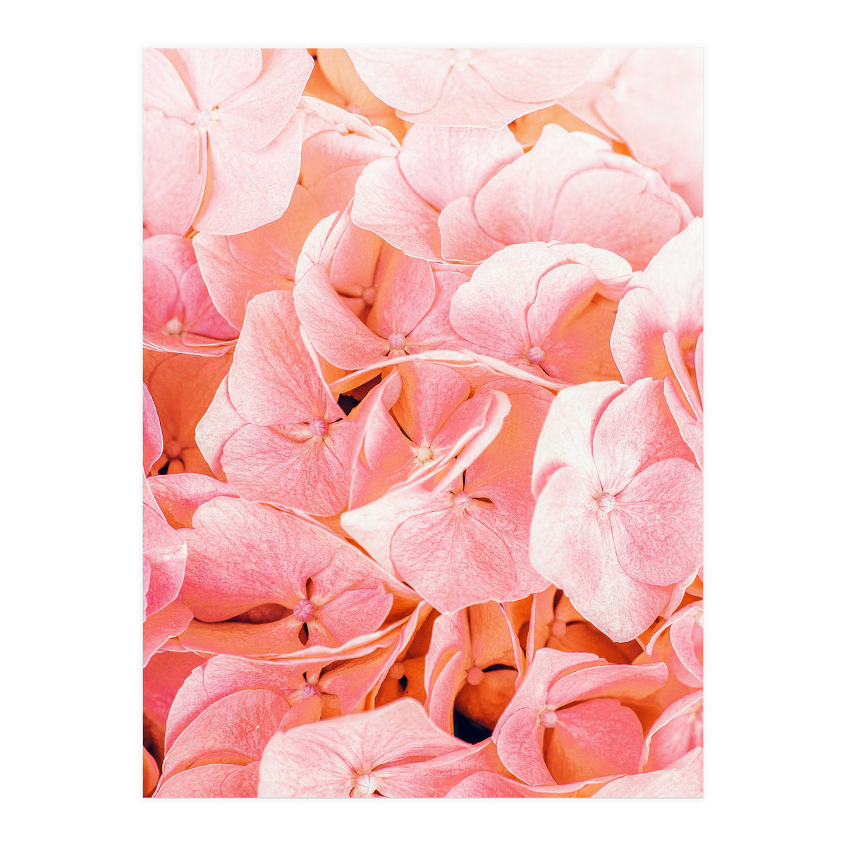 Blushing (Print Only)