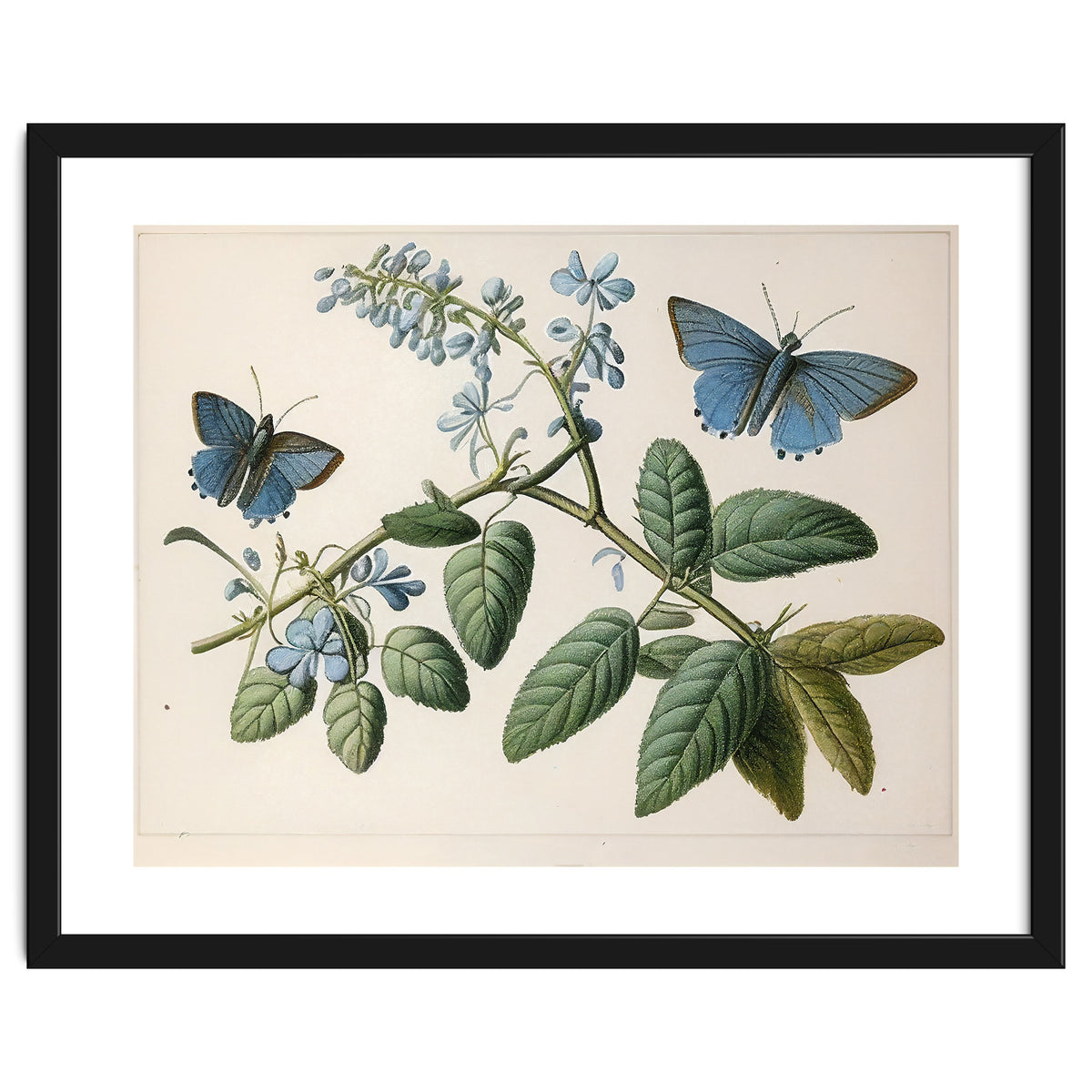 Butterflies Vintage Illustration