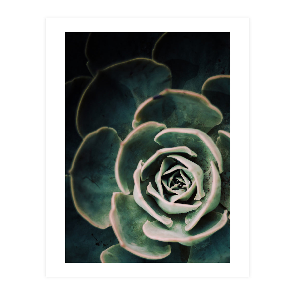 Darkside Of Succulents 4-D (Print Only)