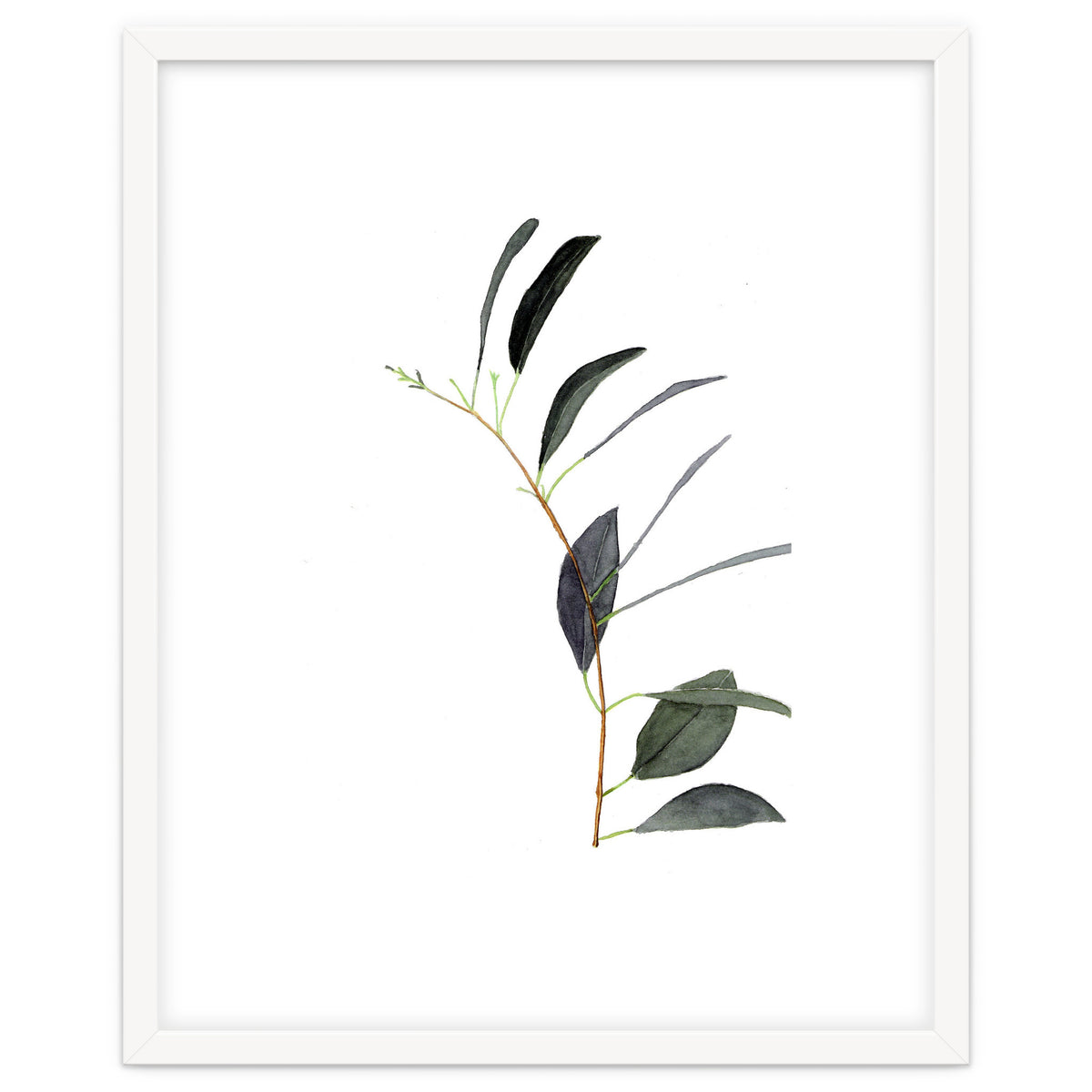 Untitled #14 - Eucalyptus
