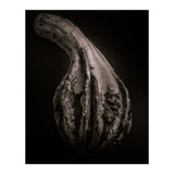 Gourds No 2 (Print Only) thumbnail