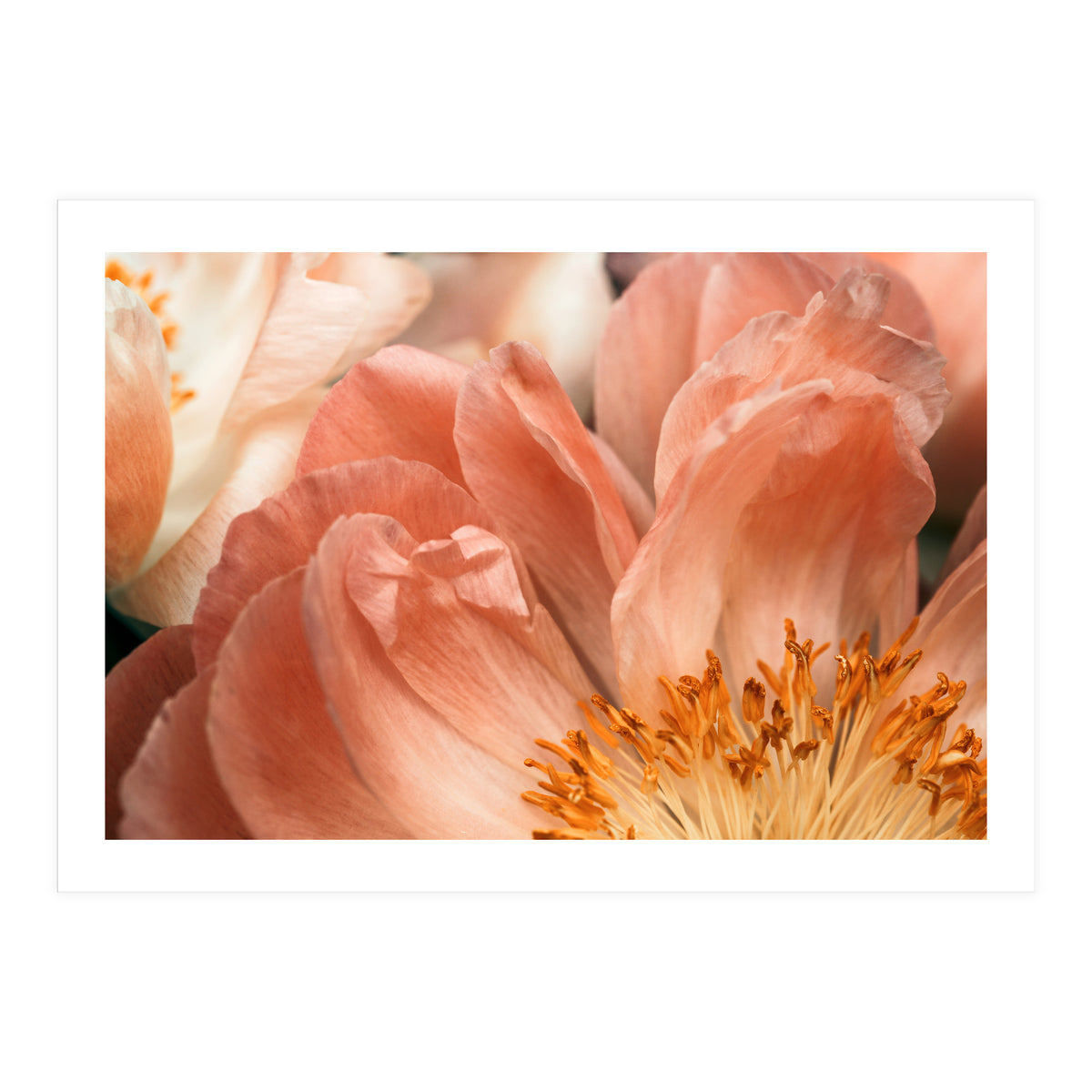 Coral Charm #1 (Print Only)