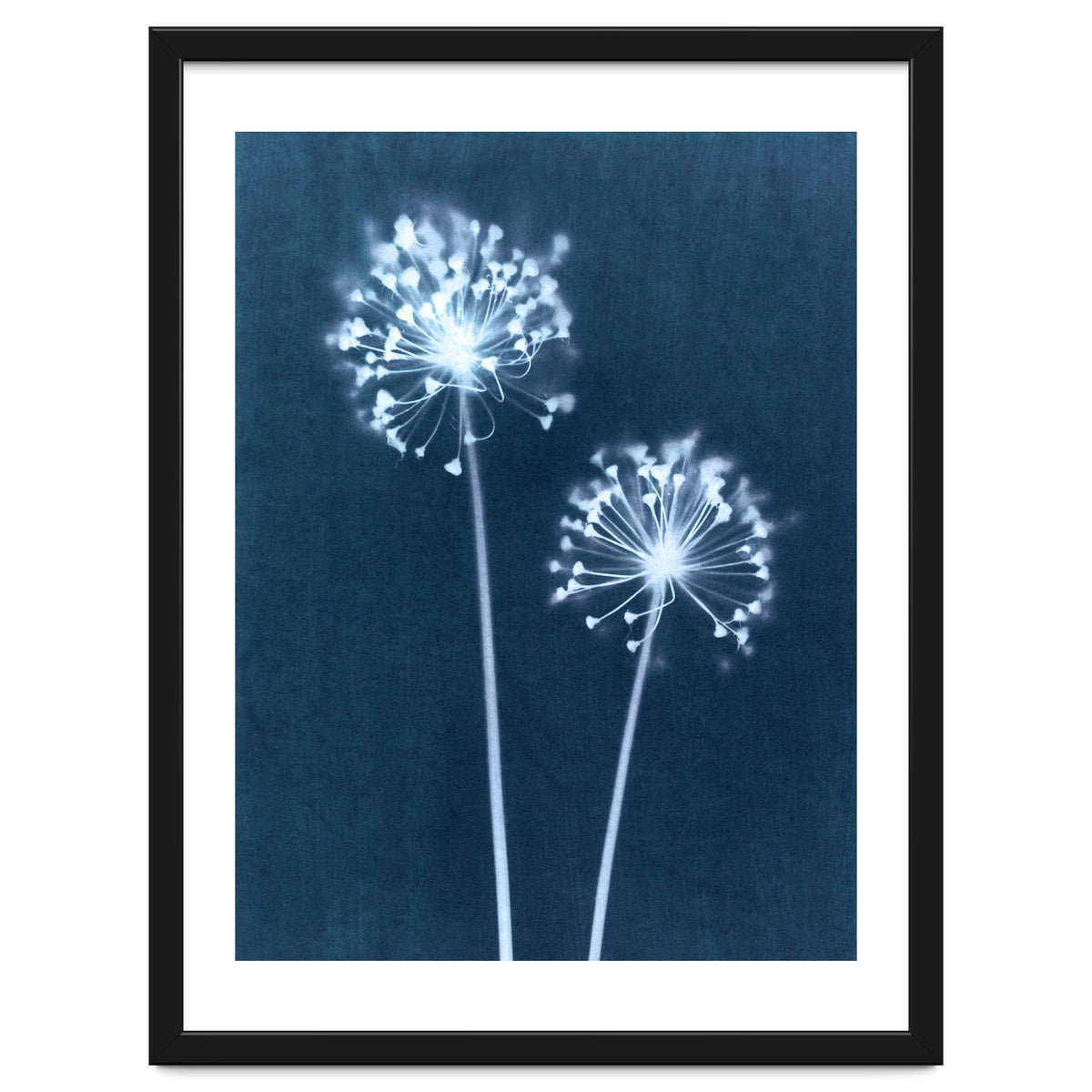 Indigo Dandelion