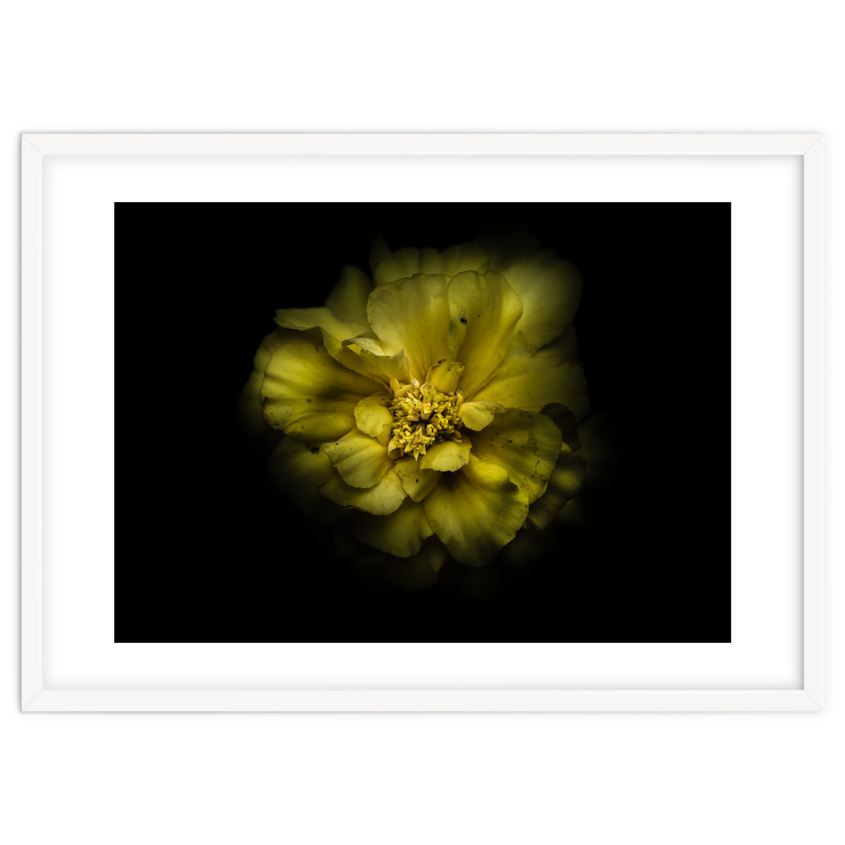 Backyard Flowers No 41 Color Version