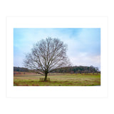 Young Oak Tree in Winter  (Print Only) thumbnail