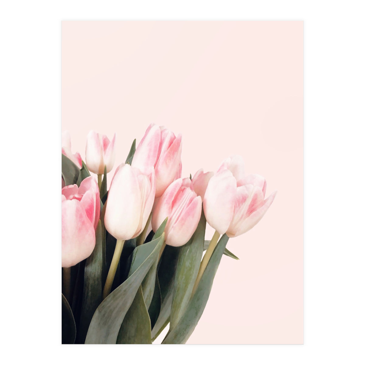 Pink Tulips (Print Only)