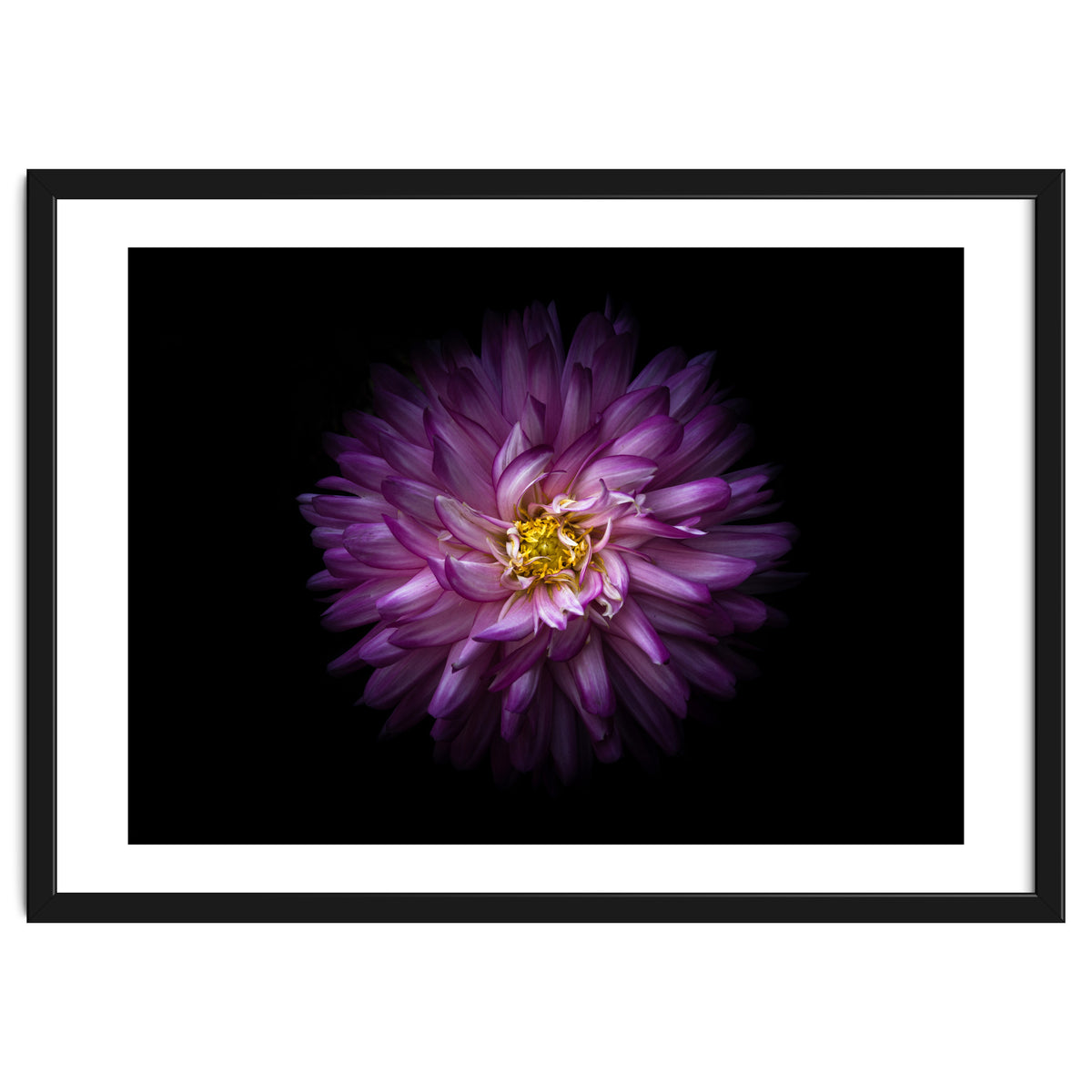 Backyard Flowers 20 Color Version