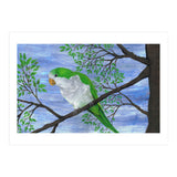 Quaker parrot (Print Only) thumbnail