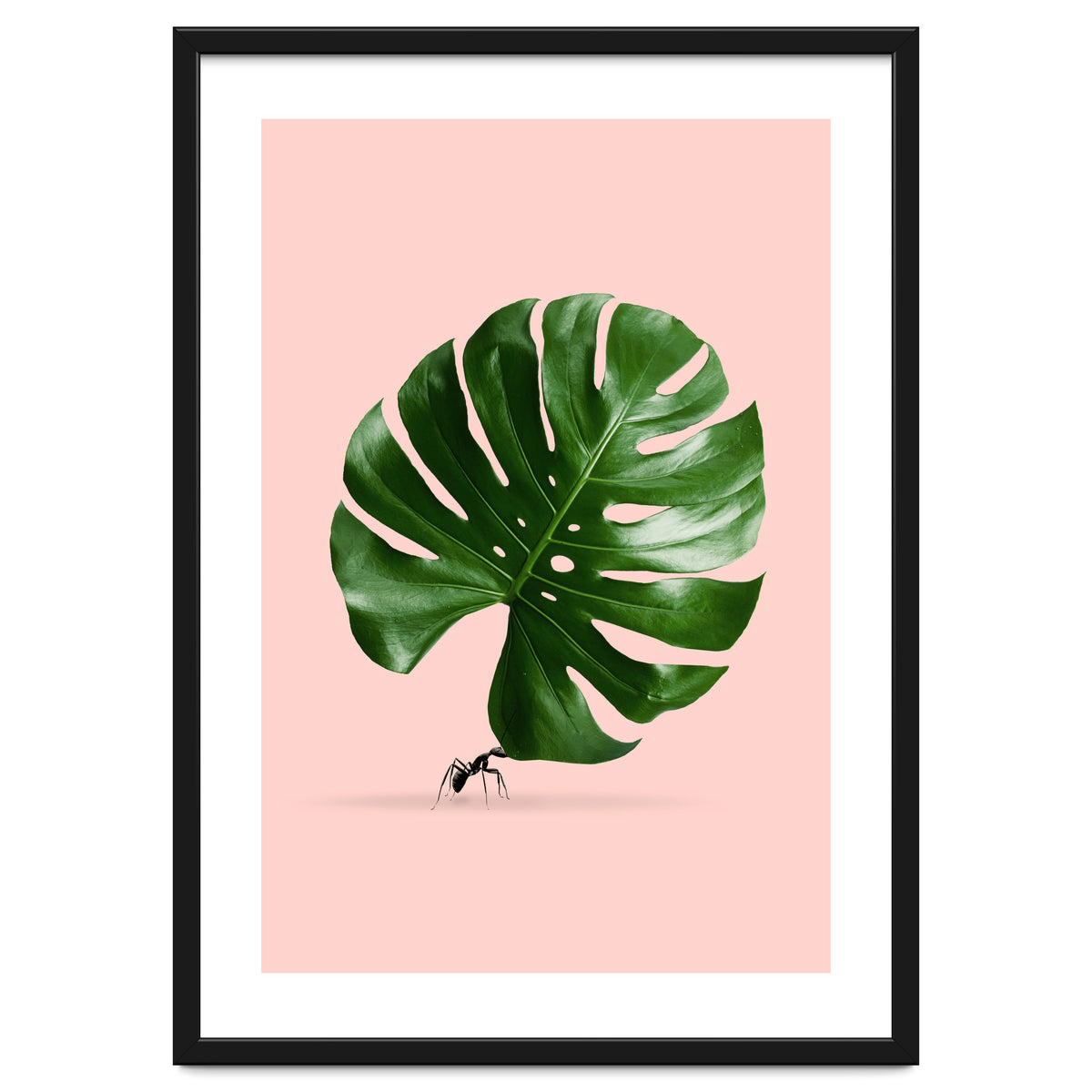 Monstera Ant