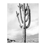 Loner (Print Only) thumbnail
