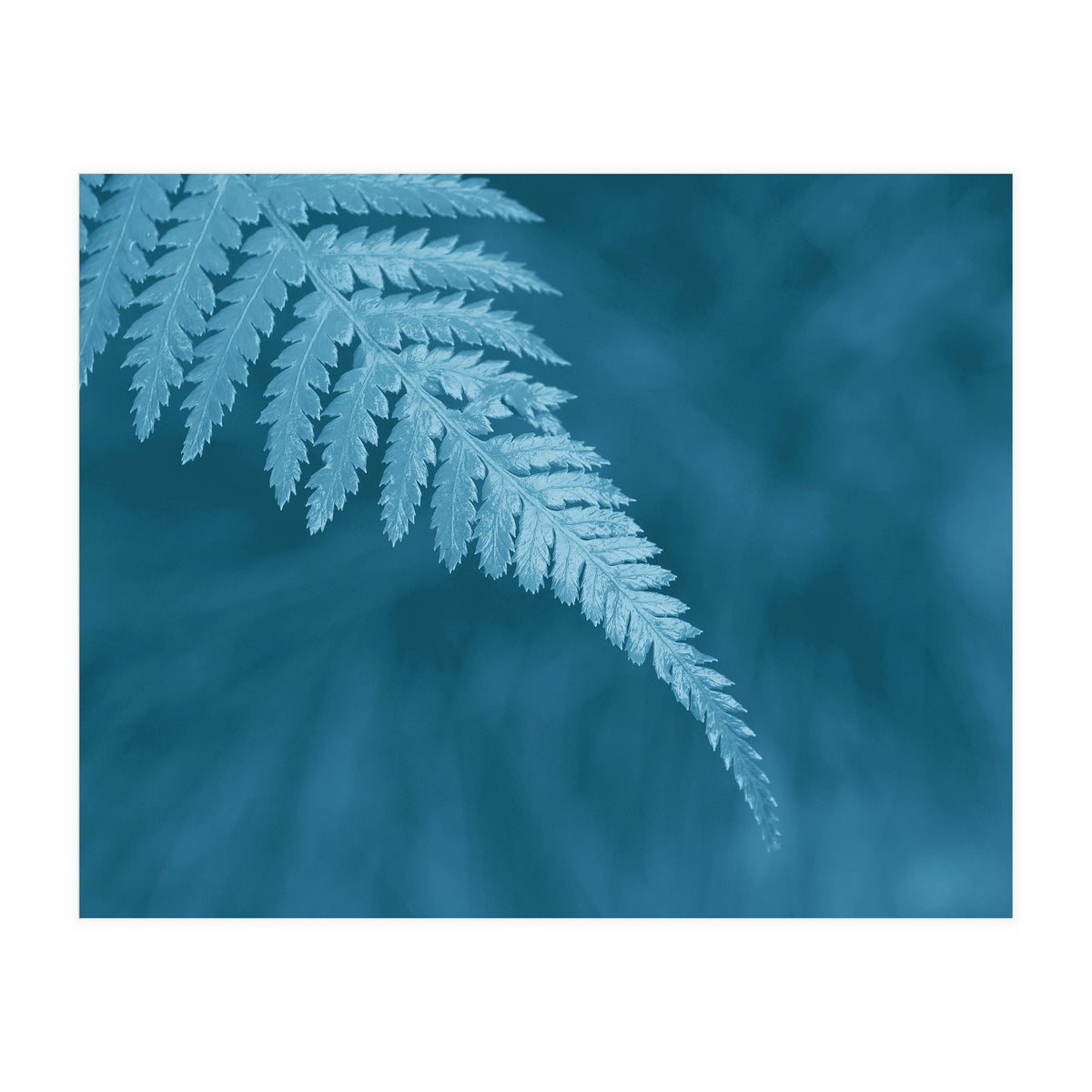 Pteridopsida 1 (Print Only)