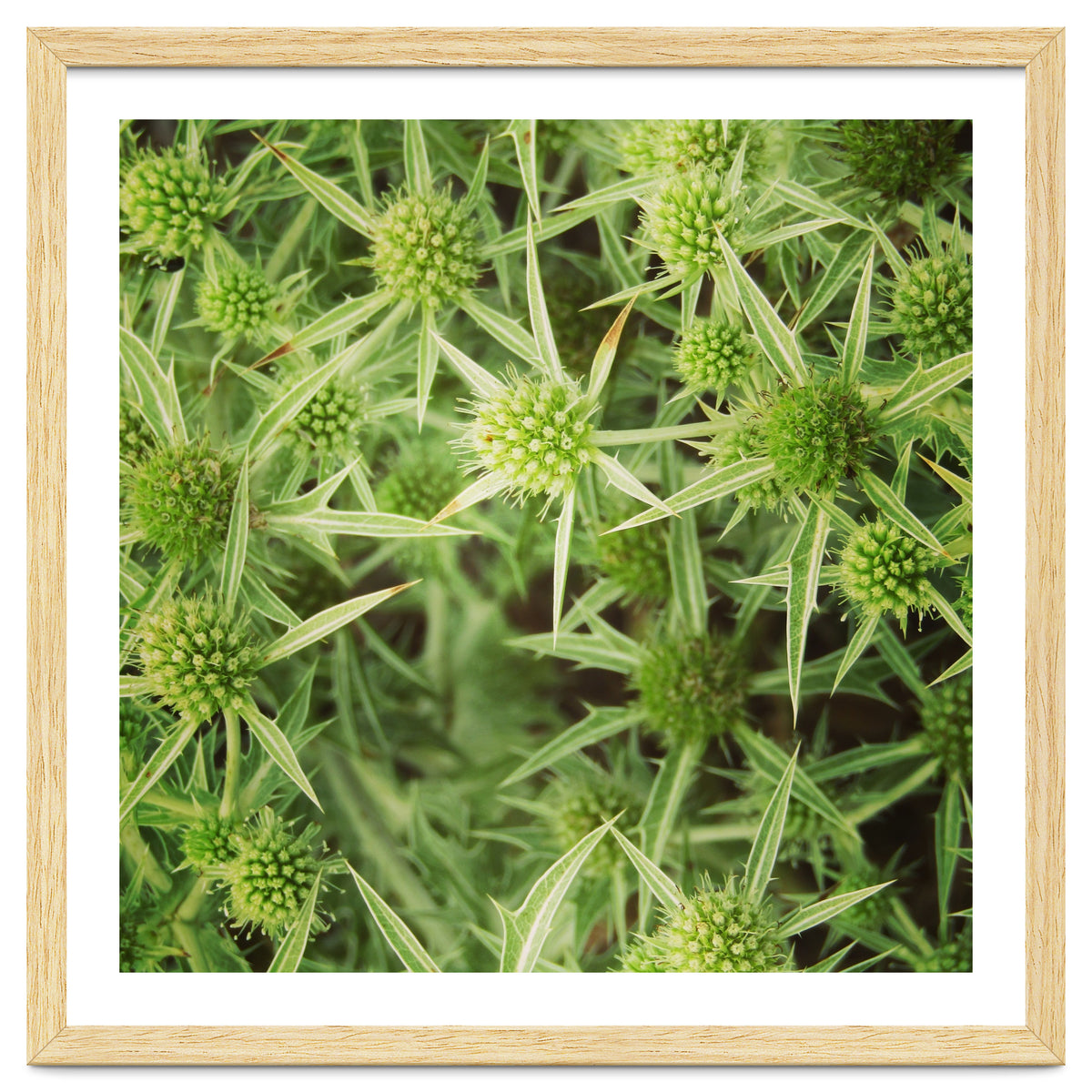 Green thistles