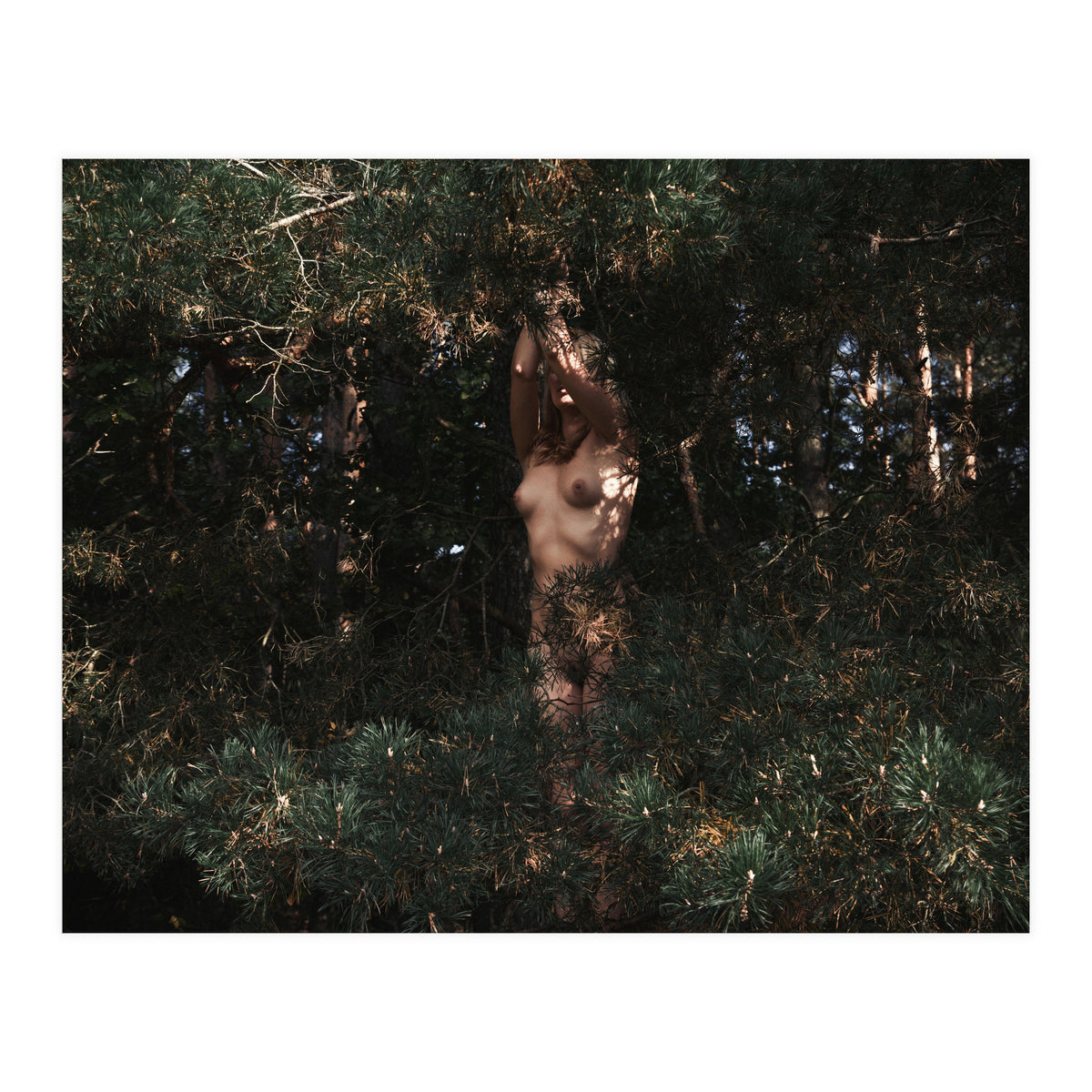 The Eyes of the Forest (Print Only)