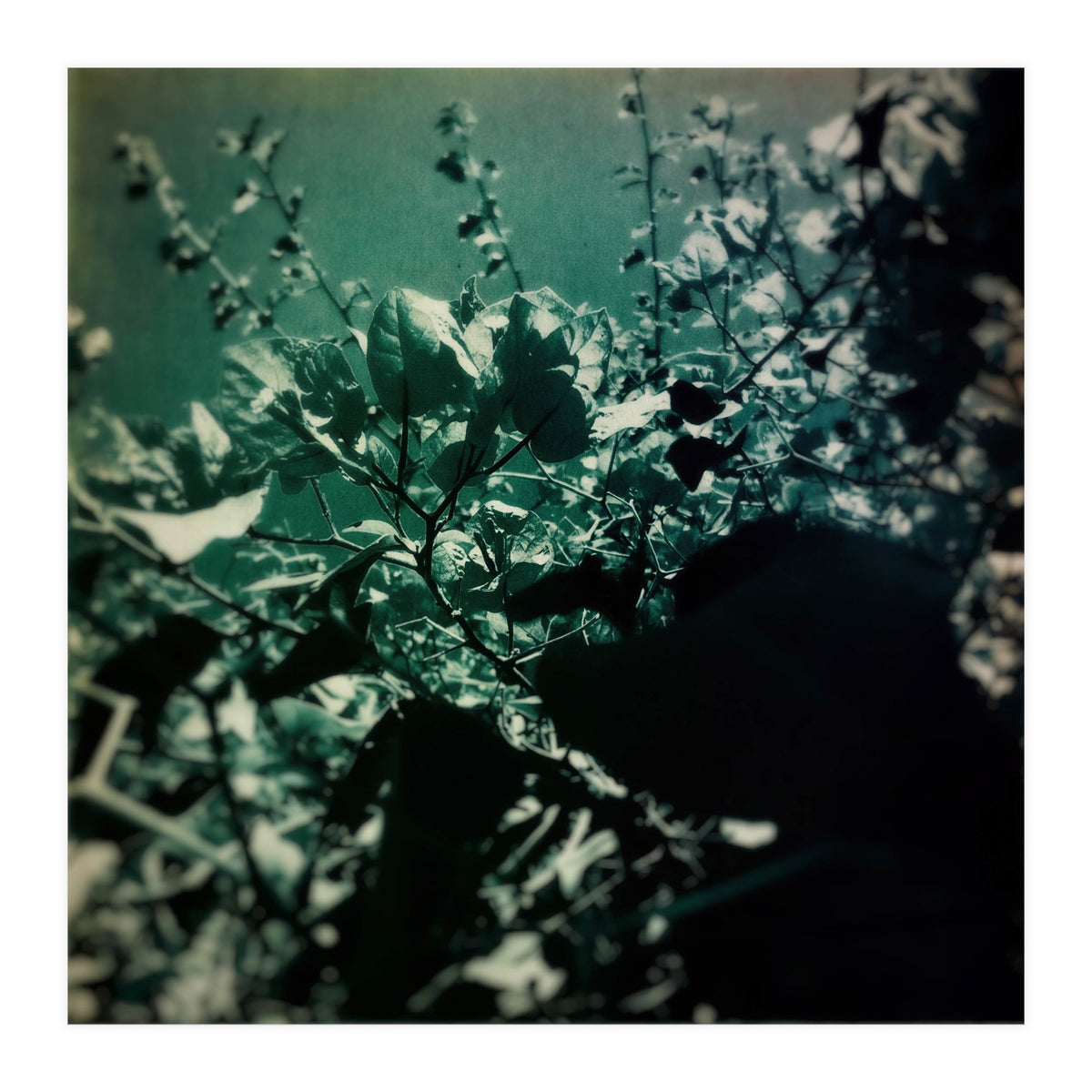 GREEN POEM (Print Only)