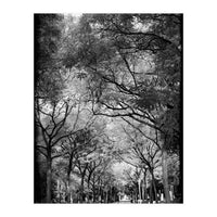 Cemetery alley (Print Only)