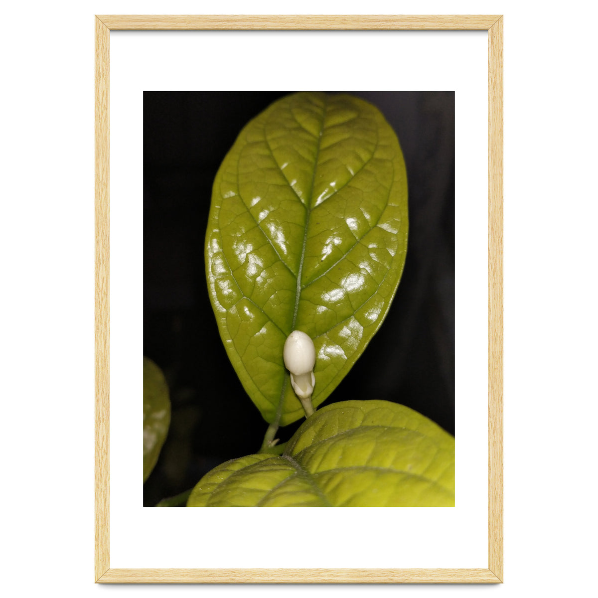 Jasmine Flower Fragrance