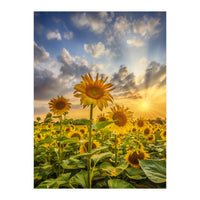 Sunset with beautiful sunflowers (Print Only)