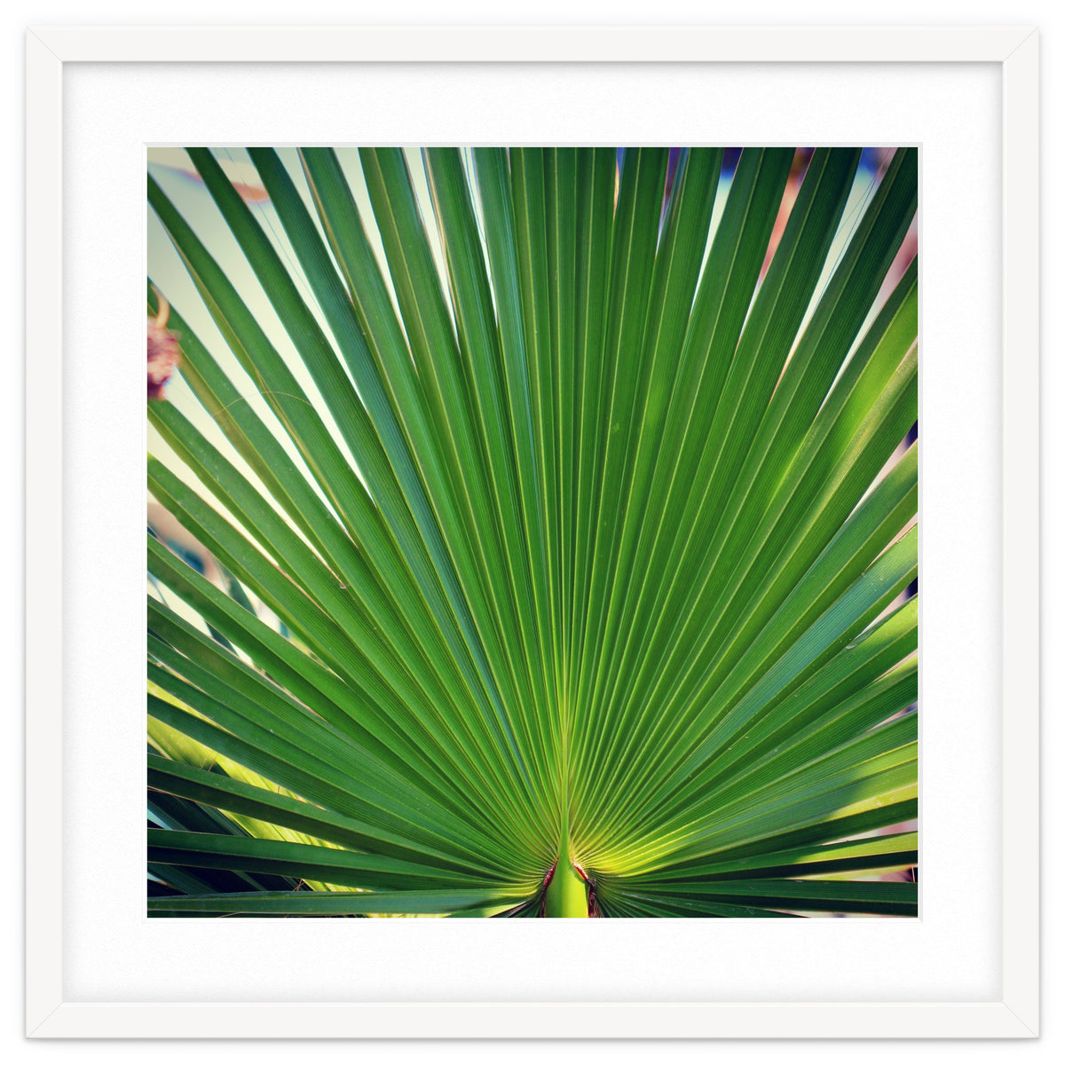 palm leaf