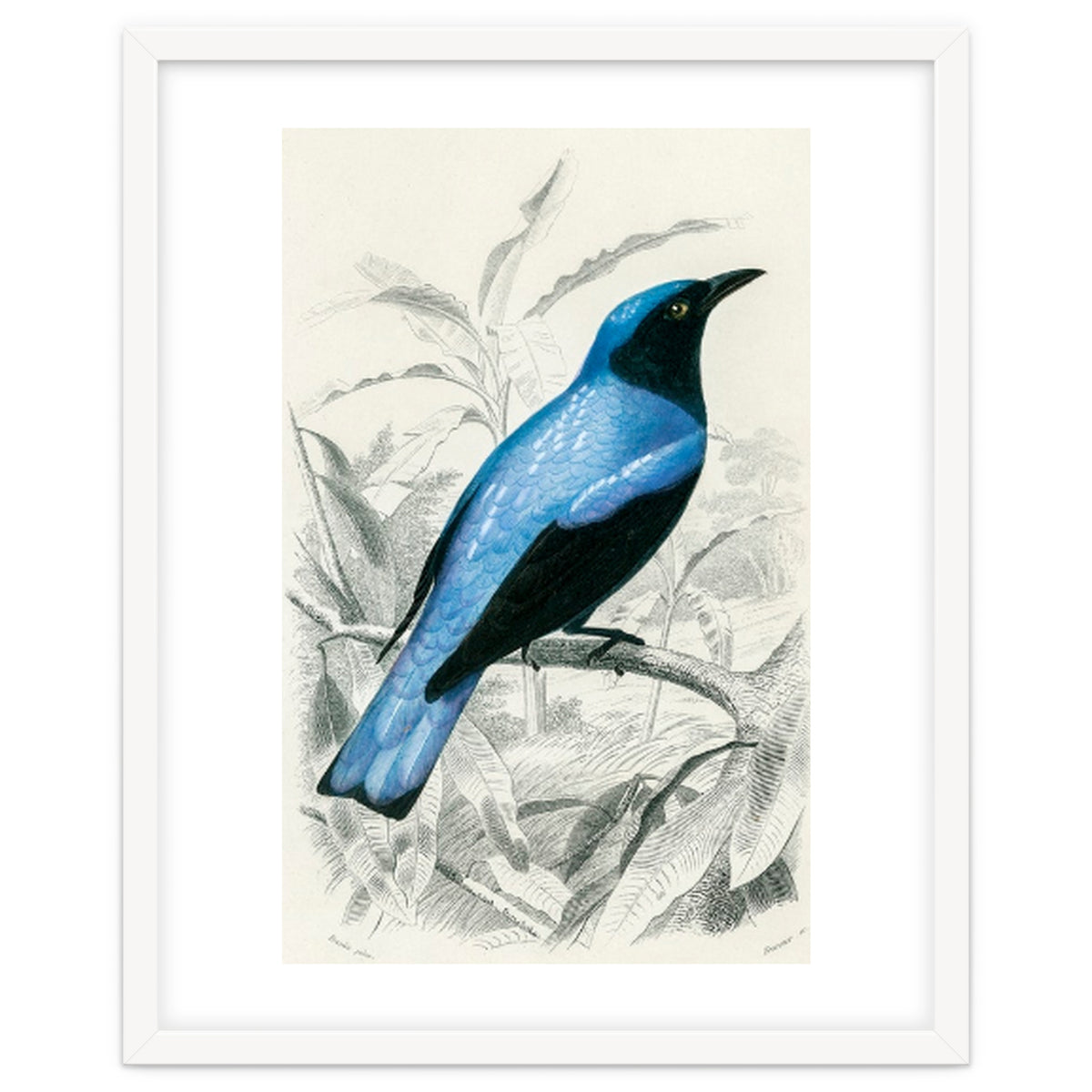 Square-tailed drongo illustrated