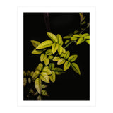 Dew Drops Leaves (Print Only) thumbnail