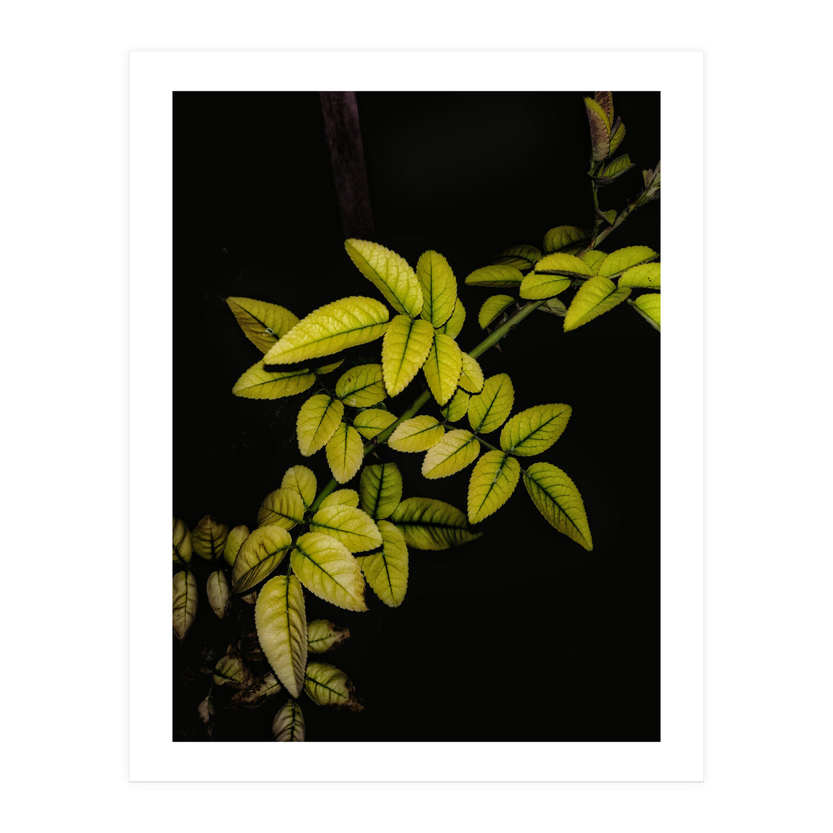 Dew Drops Leaves (Print Only)