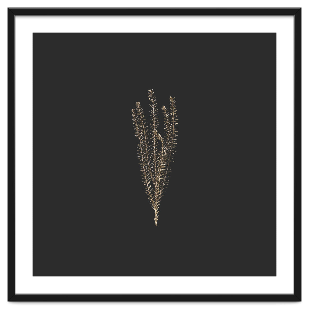 Delicate Fynbos Botanicals in Gold and Black - Square
