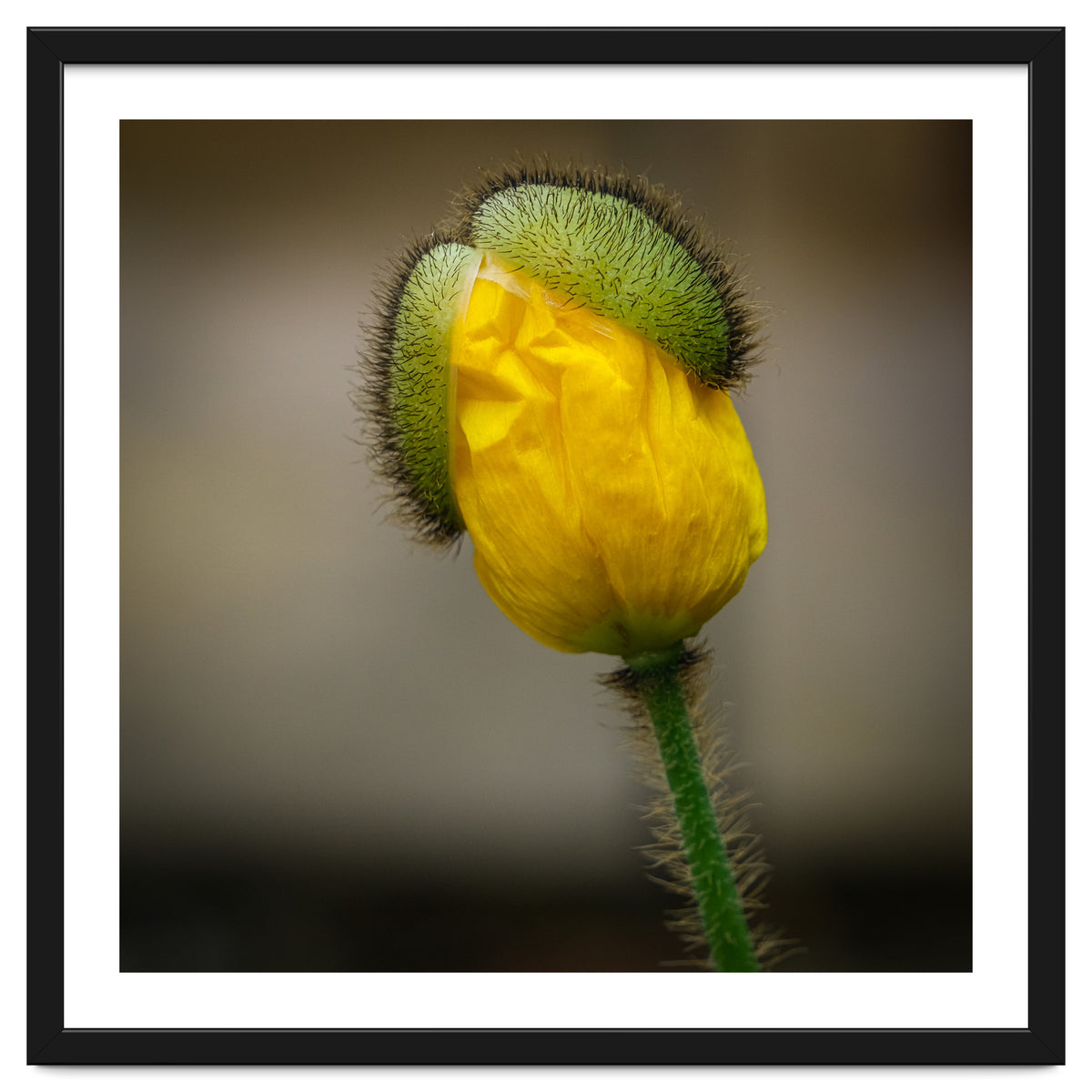 Yellow Poppy Opening
