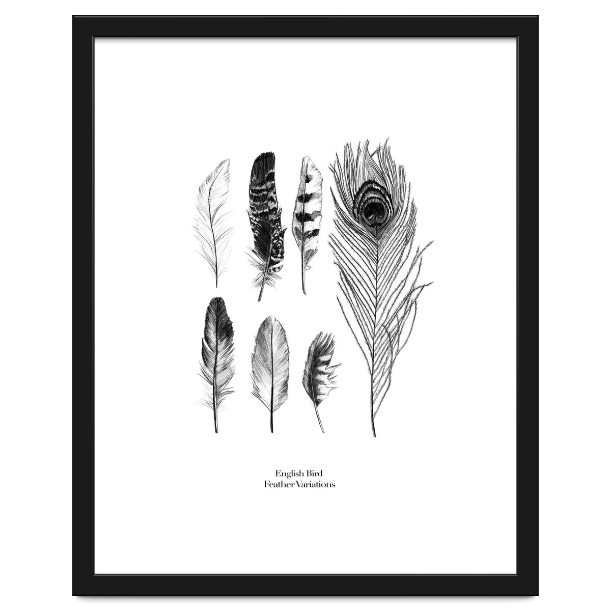 English Feather Variations