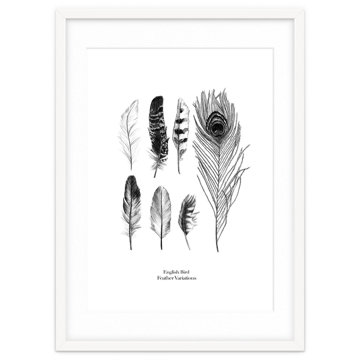 English Feather Variations