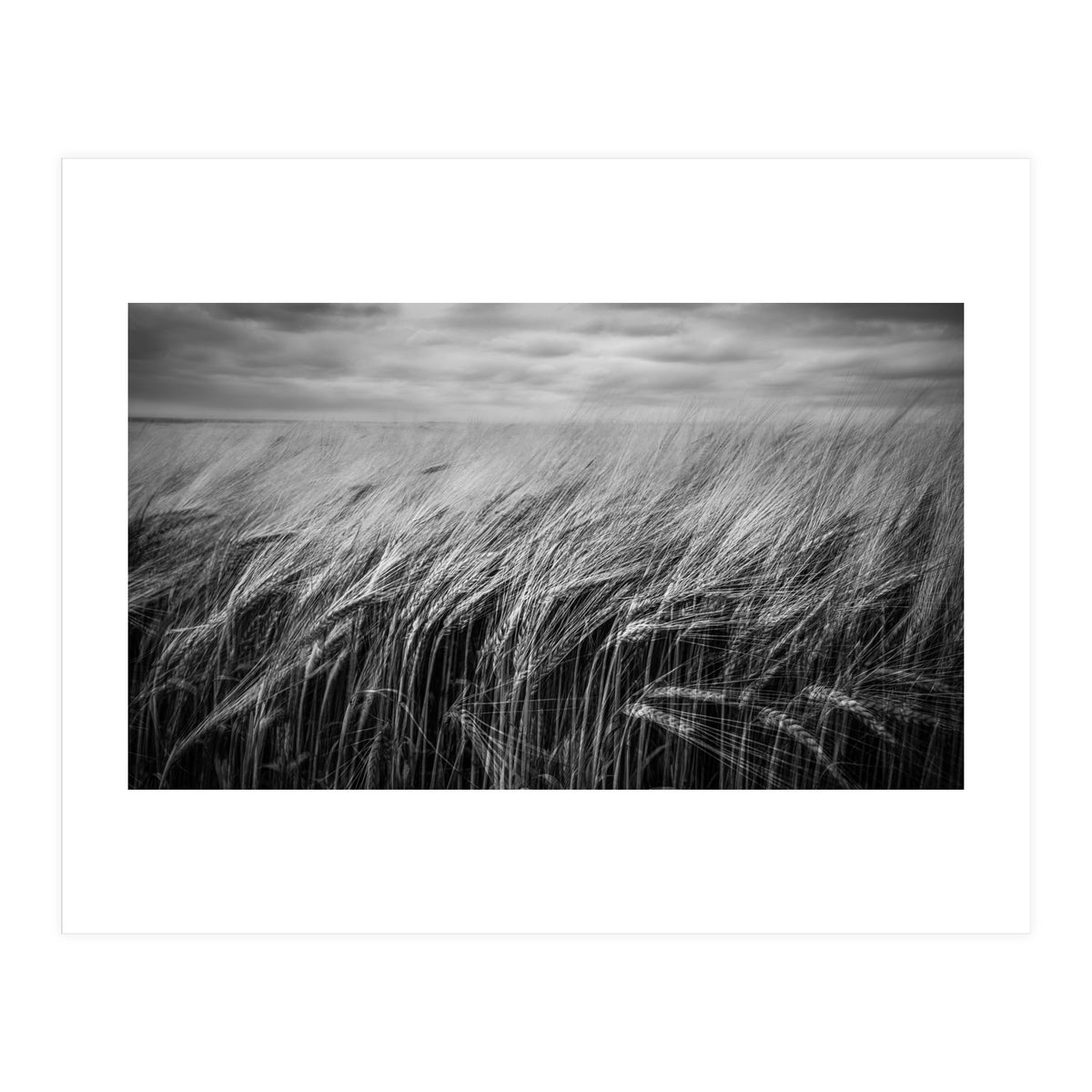 Moody Barley Field (Print Only)