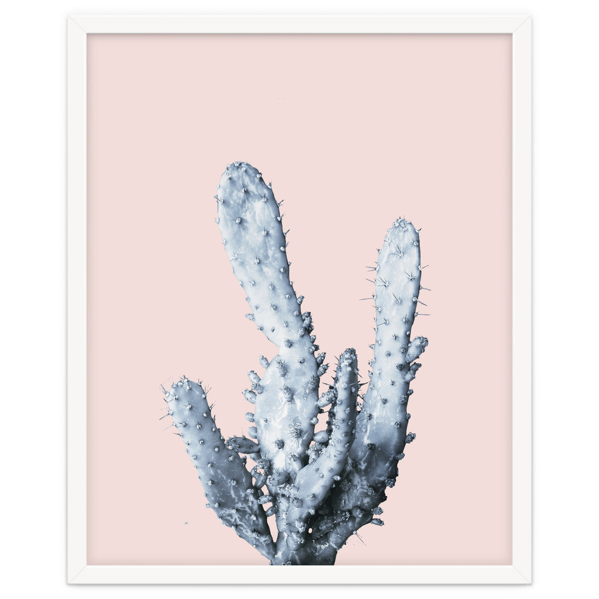 Cactus collection BL-I